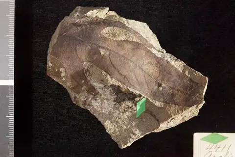 Dokumentasi USNM P4411 dengan identifikasi pada sumber Aralia wrightii. Isi dan label gambar dipertahankan.