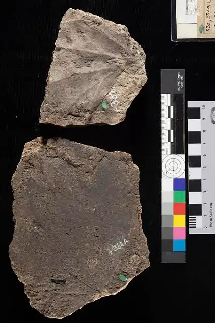 Dokumentasi USNM P332A dengan identifikasi pada sumber Aralia notata. Isi dan label gambar dipertahankan.