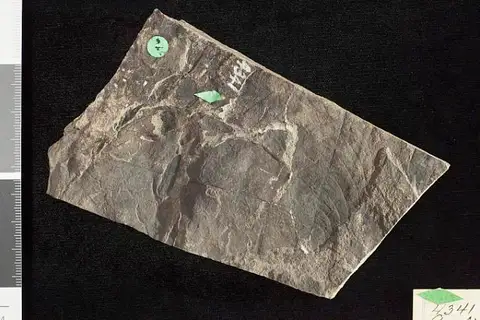 Dokumentasi USNM P4341 dengan identifikasi pada sumber Aralia serrulata. Isi dan label gambar dipertahankan.
