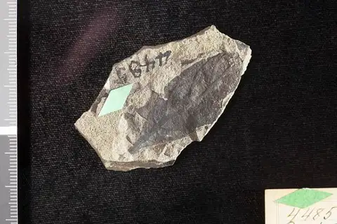 Dokumentasi USNM P4485 dengan identifikasi pada sumber Arctostaphylos elliptica. Isi dan label gambar dipertahankan.