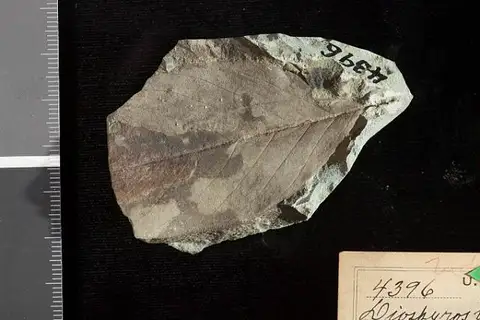 Dokumentasi USNM P4396 dengan identifikasi pada sumber Diospyros brachysepala. Isi dan label gambar dipertahankan.
