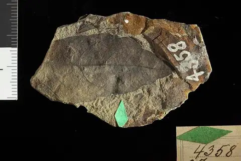 Dokumentasi USNM P4358 dengan identifikasi pada sumber Fraxinus wrightii. Isi dan label gambar dipertahankan.