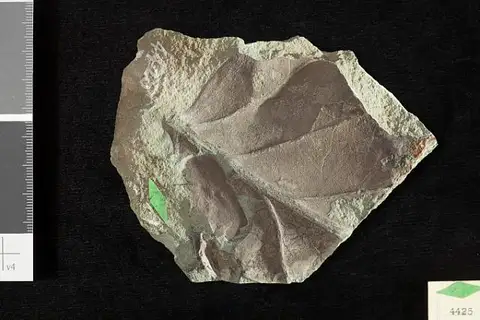 Dokumentasi USNM P4425 dengan identifikasi pada sumber Phyllites crassifolia. Isi dan label gambar dipertahankan.