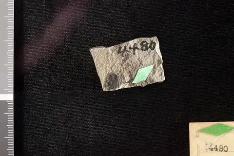 Dokumentasi USNM P4480 dengan identifikasi pada sumber Carpites pedunculatus. Isi dan label gambar dipertahankan.