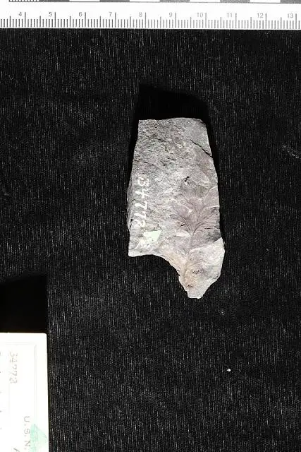 Dokumentasi USNM P34772 dengan identifikasi pada sumber Coniopteris hymenophylloides. Isi dan label gambar dipertahankan.