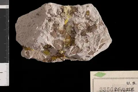 Dokumentasi USNM P3356 dengan identifikasi pada sumber Acrostichopteris densifolia. Isi dan label gambar dipertahankan.