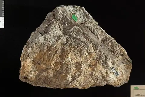 Dokumentasi USNM P3285A dengan identifikasi pada sumber Cladophlebis virginiensis. Isi dan label gambar dipertahankan.