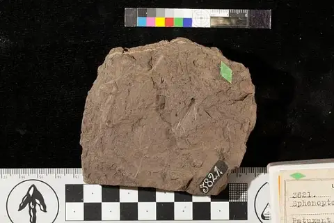 Dokumentasi USNM P3821A dengan identifikasi pada sumber Sphenopteris latiloba. Isi dan label gambar dipertahankan.
