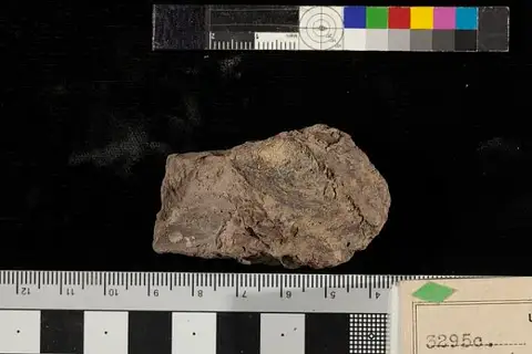 Dokumentasi USNM P3295C dengan identifikasi pada sumber Sagenopteris elliptica. Isi dan label gambar dipertahankan.