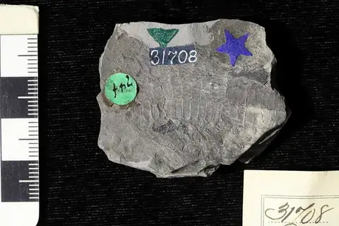 Dokumentasi USNM P31708 dengan identifikasi pada sumber Zamites arcticus. Isi dan label gambar dipertahankan.
