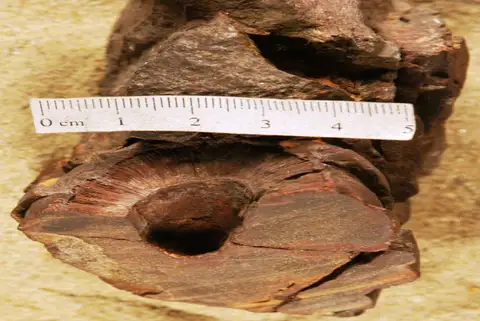 Dokumentasi YPM PB 028351.A dengan identifikasi pada sumber Williamsonia gigas. Isi dan label gambar dipertahankan.