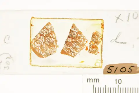Dokumentasi YPM PB 005105 dengan identifikasi pada sumber Cycadeoidea dacotensis. Isi dan label gambar dipertahankan.
