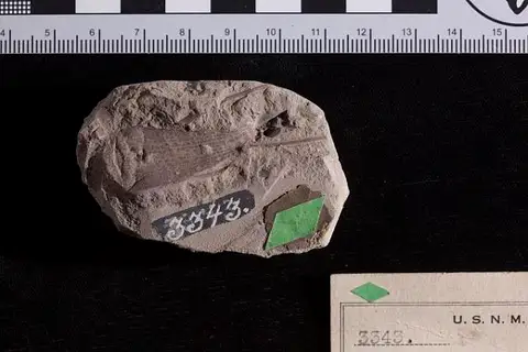 Dokumentasi USNM P3343 dengan identifikasi pada sumber Araucarites aquiensis. Isi dan label gambar dipertahankan.