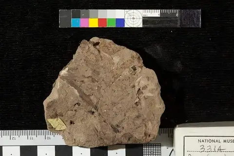 Dokumentasi USNM P3314 dengan identifikasi pada sumber Brachyphyllum crassicaule. Isi dan label gambar dipertahankan.