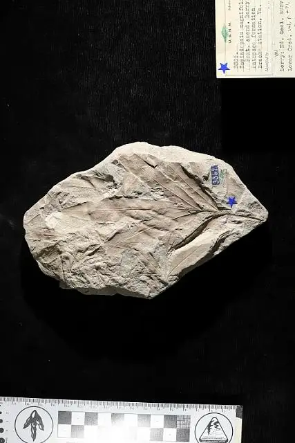 Dokumentasi USNM P3369 dengan identifikasi pada sumber Sapindopsis magnifolia. Isi dan label gambar dipertahankan.