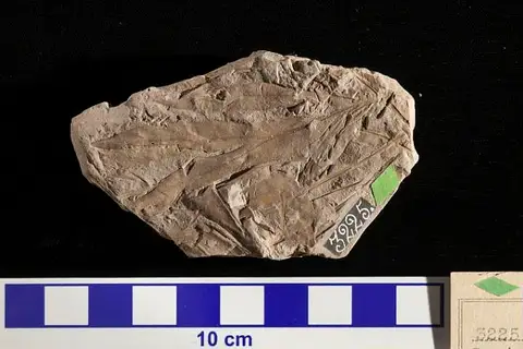 Dokumentasi USNM P3225 dengan identifikasi pada sumber Sapindopsis variabilis. Isi dan label gambar dipertahankan.