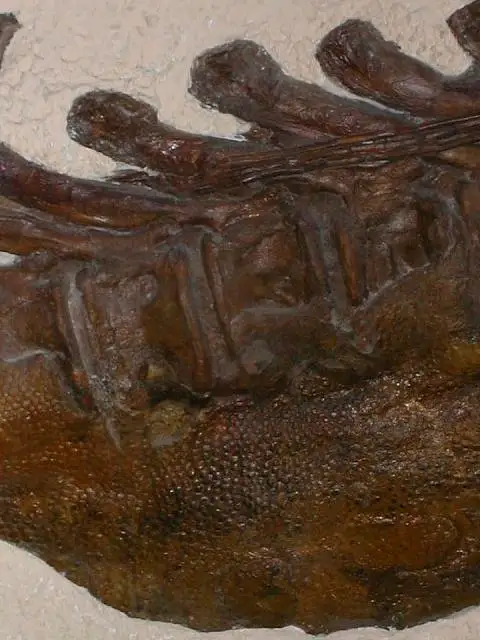 Dokumentasi USNM V15493 dengan identifikasi pada sumber Corythosaurus casuarius. Isi dan label gambar dipertahankan.