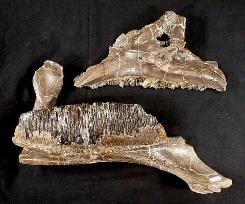 Dokumentasi USNM V11950 dengan identifikasi pada sumber Hypacrosaurus altispinus. Isi dan label gambar dipertahankan.