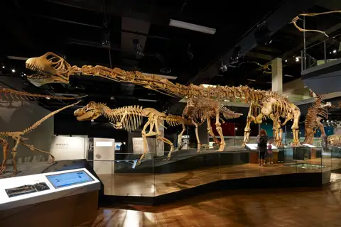 Dokumentasi P 206977 dengan identifikasi pada sumber Mamenchisaurus hochuanensis. Isi dan label gambar dipertahankan.