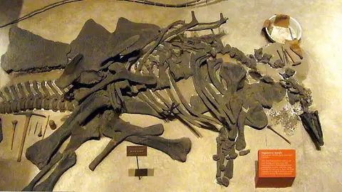 Dokumentasi USNM V4934 dengan identifikasi pada sumber Stegosaurus stenops. Isi dan label gambar dipertahankan.