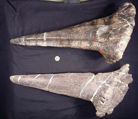 Dokumentasi USNM V4937 dengan identifikasi pada sumber Stegosaurus sulcatus. Isi dan label gambar dipertahankan.