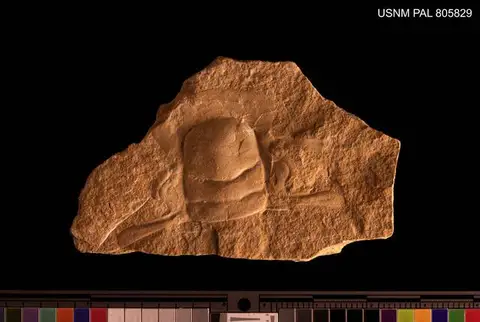 Dokumentasi USNM PAL805829 dengan identifikasi pada sumber Dikelocephalus gracilis. Isi dan label gambar dipertahankan.