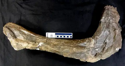 Dokumentasi USNM V10309 dengan identifikasi pada sumber Lambeosaurus lambei. Isi dan label gambar dipertahankan.