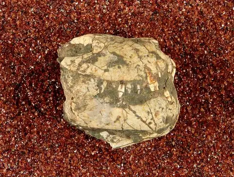 Dokumentasi USNM PAL412389 dengan identifikasi pada sumber Cynosaurus suppostus. Isi dan label gambar dipertahankan.