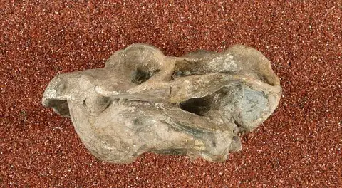 Dokumentasi USNM V22942 dengan identifikasi pada sumber Cistecephalus microrhinus. Isi dan label gambar dipertahankan.
