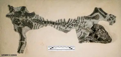 Dokumentasi USNM V22945 dengan identifikasi pada sumber Lystrosaurus curvatus. Isi dan label gambar dipertahankan.