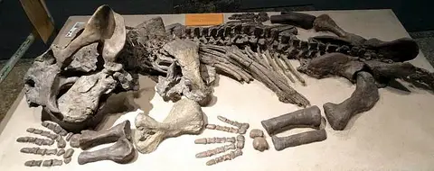 Dokumentasi USNM V23354 dengan identifikasi pada sumber Daptocephalus leoniceps. Isi dan label gambar dipertahankan.