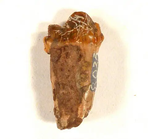 Dokumentasi USNM V8035 dengan identifikasi pada sumber Cynognathus crateronotus. Isi dan label gambar dipertahankan.