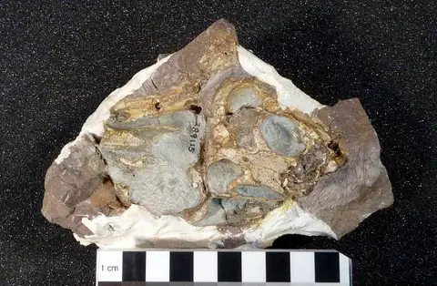 Dokumentasi USNM PAL289115 dengan identifikasi pada sumber Microgomphodon oligocynus. Isi dan label gambar dipertahankan.