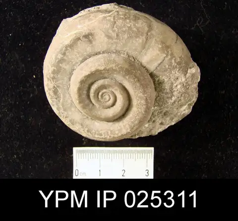 Dokumentasi YPM IP 025311 dengan identifikasi pada sumber Euomphalus pentangulatus. Isi dan label gambar dipertahankan.