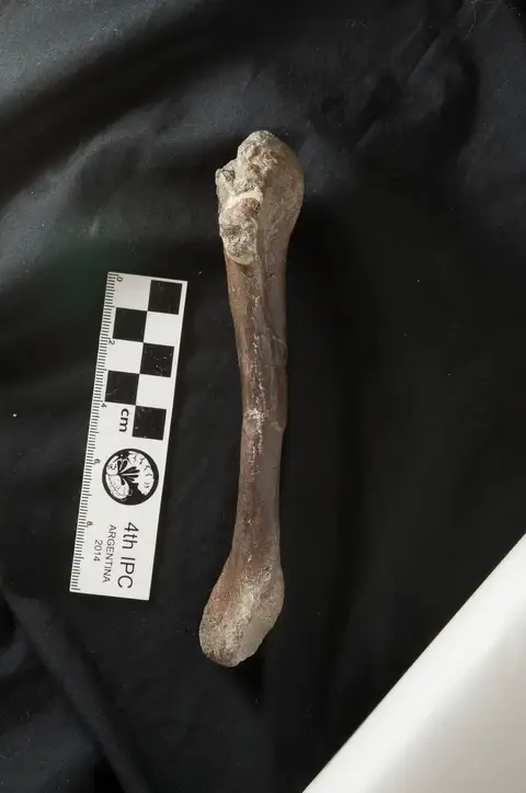 Dokumentasi P 186385 dengan identifikasi pada sumber Serendipaceratops arthurcclarkei. Isi dan label gambar dipertahankan.