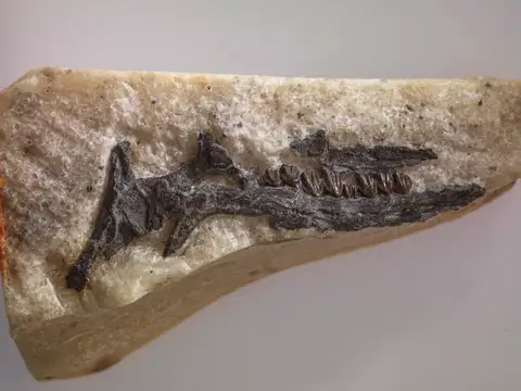 Dokumentasi P 185991 dengan identifikasi pada sumber Leaellynasaura amicagraphica. Isi dan label gambar dipertahankan.