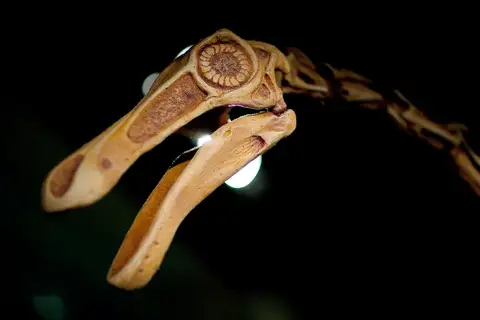 Dokumentasi P 206978 dengan identifikasi pada sumber Gallimimus bullatus. Isi dan label gambar dipertahankan.
