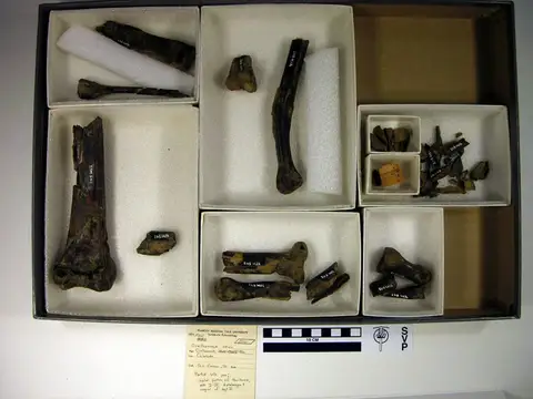 Dokumentasi YPM VP 000542 dengan identifikasi pada sumber Ornithomimus velox. Isi dan label gambar dipertahankan.