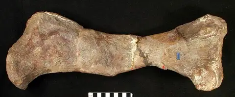 Dokumentasi USNM V4752 dengan identifikasi pada sumber Hoplitosaurus marshi. Isi dan label gambar dipertahankan.