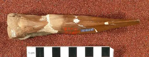 Dokumentasi USNM V5814 dengan identifikasi pada sumber Ornithomimus tenuis. Isi dan label gambar dipertahankan.