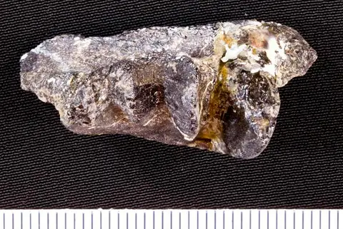 Dokumentasi USNM PAL323006A dengan identifikasi pada sumber Ceratodus felchi. Isi dan label gambar dipertahankan.