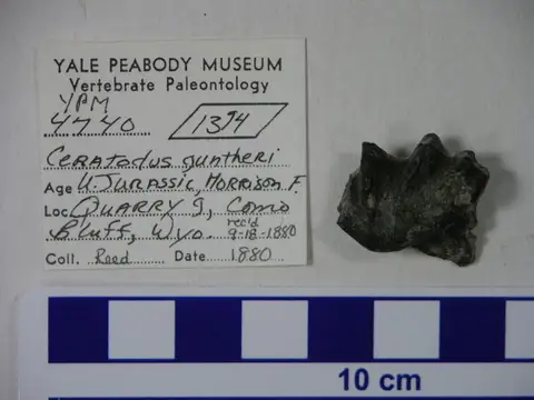 Dokumentasi YPM VP 004740 dengan identifikasi pada sumber Ceratodus guentheri. Isi dan label gambar dipertahankan.