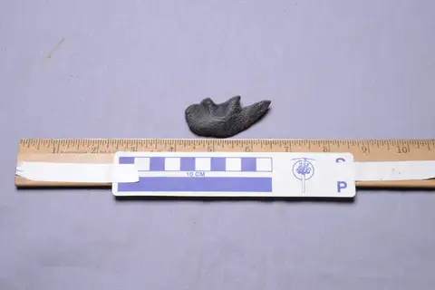 Dokumentasi YPM VP 005276 dengan identifikasi pada sumber Ceratodus frazieri. Isi dan label gambar dipertahankan.