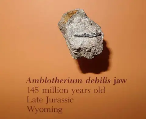 Dokumentasi USNM V2694 dengan identifikasi pada sumber Amblotherium debilis. Isi dan label gambar dipertahankan.