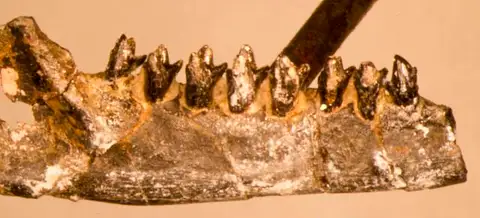 Dokumentasi USNM V2722 dengan identifikasi pada sumber Dryolestes priscus. Isi dan label gambar dipertahankan.