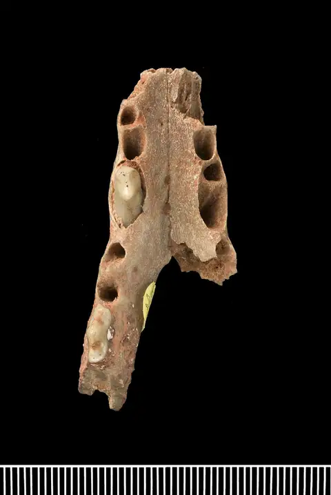Dokumentasi PV M 4498 dengan identifikasi pada sumber Hyaenodon leptorhynchus. Isi dan label gambar dipertahankan.