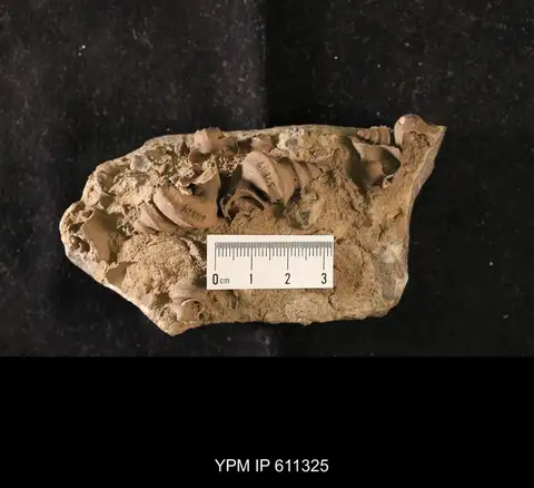 Dokumentasi YPM IP 611325 dengan identifikasi pada sumber Lophospira milleri. Isi dan label gambar dipertahankan.