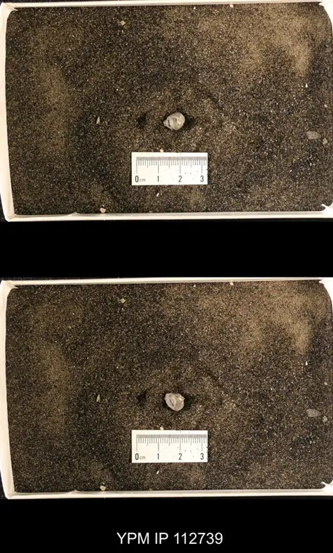 Dokumentasi YPM IP 112739 dengan identifikasi pada sumber Lophospira perangulata. Isi dan label gambar dipertahankan.
