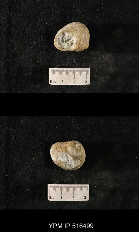 Dokumentasi YPM IP 516499 dengan identifikasi pada sumber Cyclonema daytonensis. Isi dan label gambar dipertahankan.