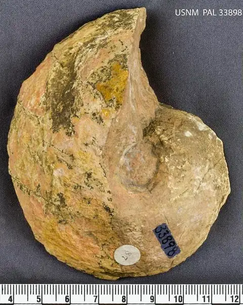 Dokumentasi USNM PAL33898 dengan identifikasi pada sumber Maclurina manitobensis. Isi dan label gambar dipertahankan.